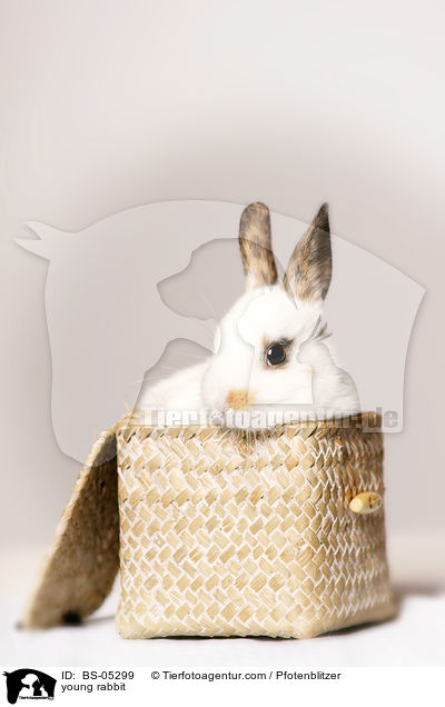 junges Kaninchen / young rabbit / BS-05299