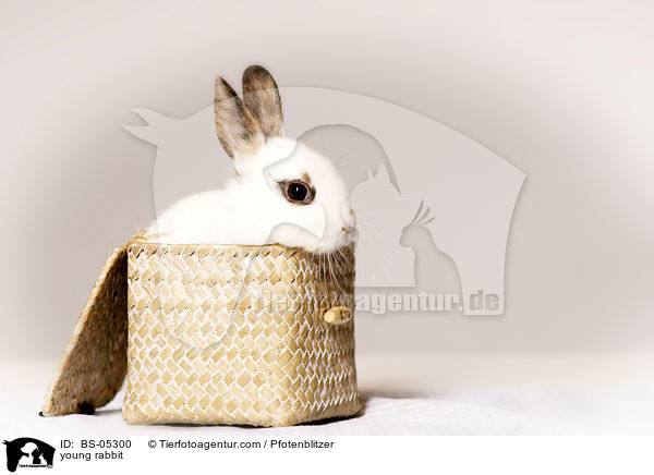 junges Kaninchen / young rabbit / BS-05300