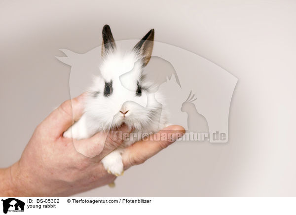 junges Kaninchen / young rabbit / BS-05302