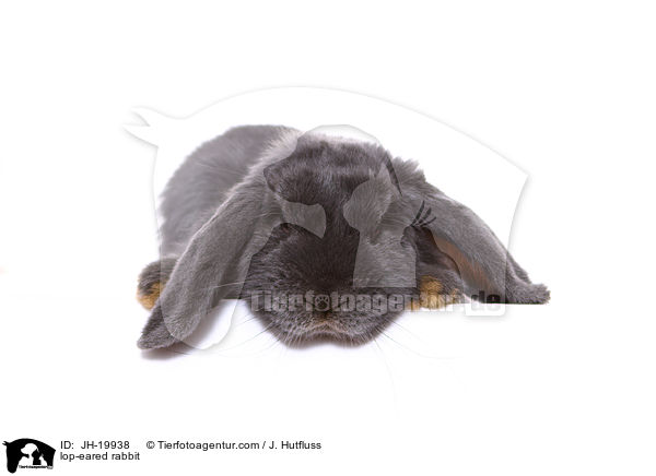 lop-eared rabbit / JH-19938