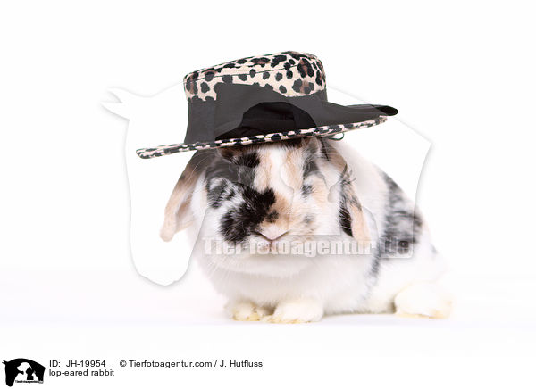 Widderkaninchen / lop-eared rabbit / JH-19954