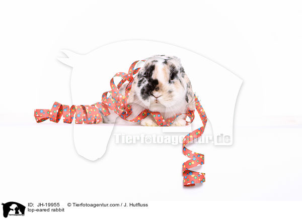 Widderkaninchen / lop-eared rabbit / JH-19955
