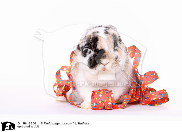 Widderkaninchen / lop-eared rabbit / JH-19956