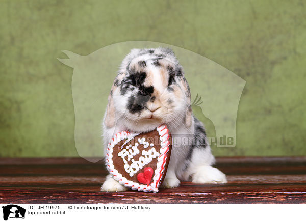 Widderkaninchen / lop-eared rabbit / JH-19975