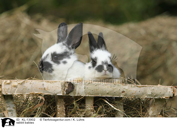 Kaninchen Babies / rabbit babies / KL-13902