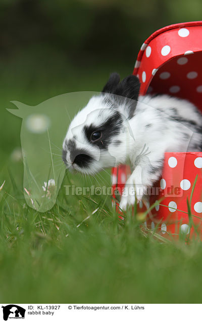 Kaninchen Baby / rabbit baby / KL-13927