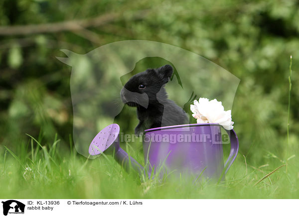 Kaninchen Baby / rabbit baby / KL-13936