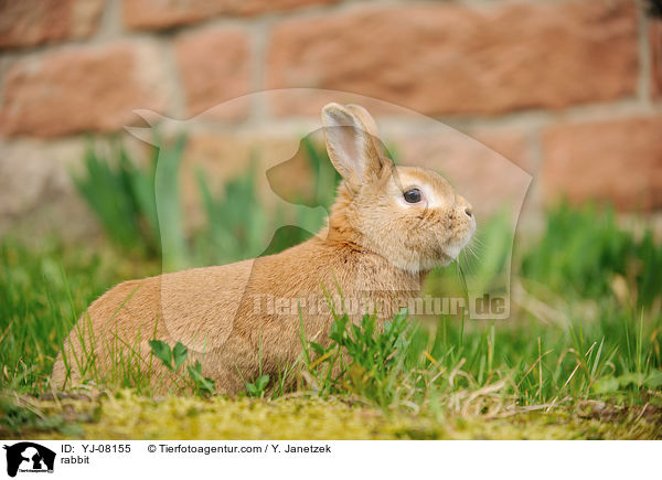 Kaninchen / rabbit / YJ-08155