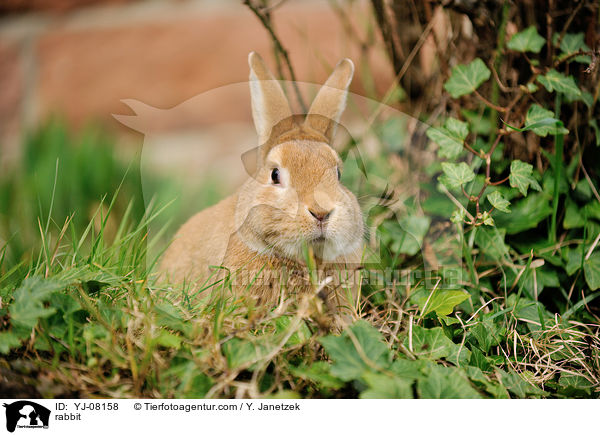 Kaninchen / rabbit / YJ-08158