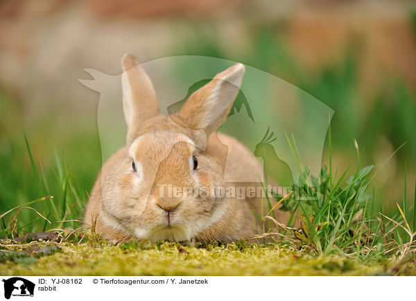 Kaninchen / rabbit / YJ-08162