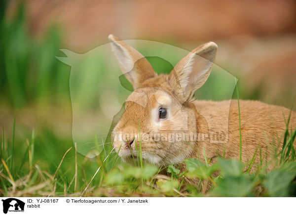 Kaninchen / rabbit / YJ-08167