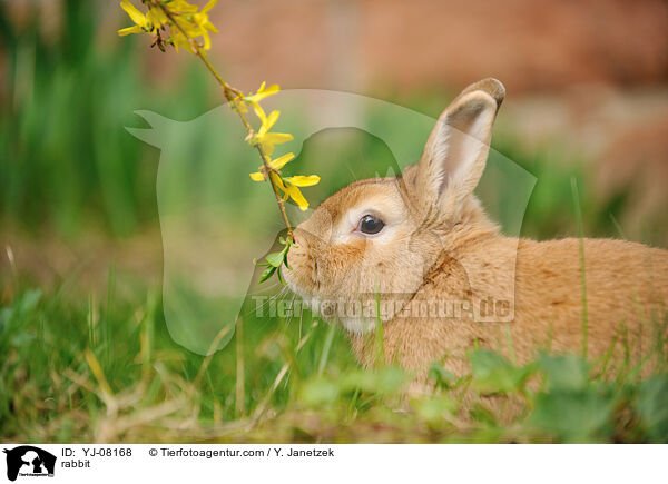 Kaninchen / rabbit / YJ-08168