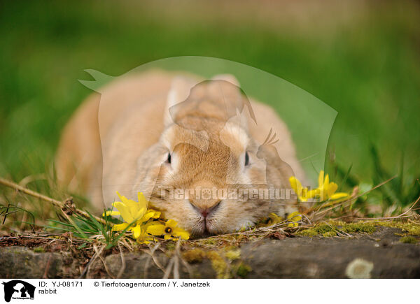 Kaninchen / rabbit / YJ-08171