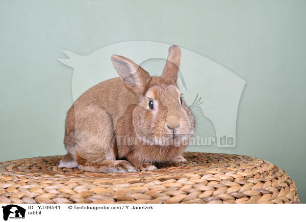 Kaninchen / rabbit / YJ-09541