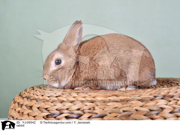 Kaninchen / rabbit / YJ-09542