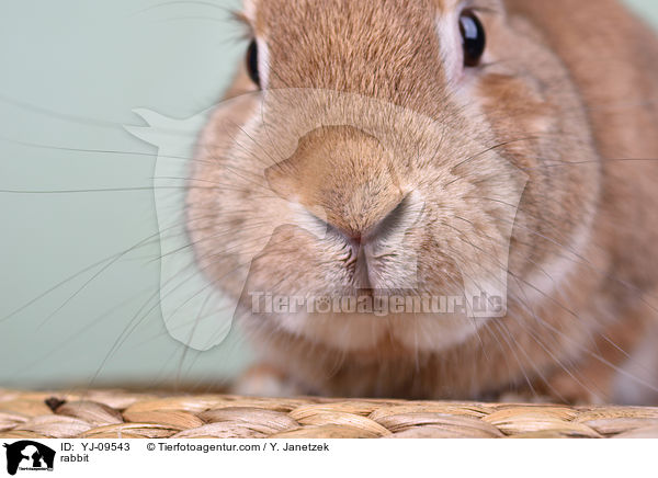 Kaninchen / rabbit / YJ-09543