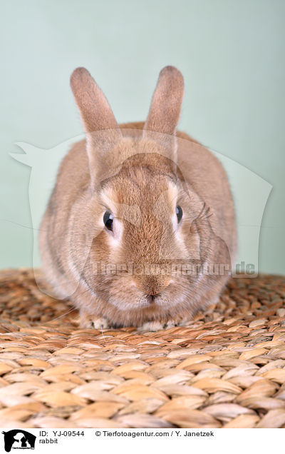Kaninchen / rabbit / YJ-09544