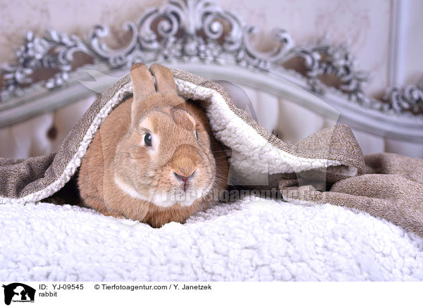 Kaninchen / rabbit / YJ-09545