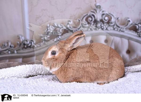 Kaninchen / rabbit / YJ-09546