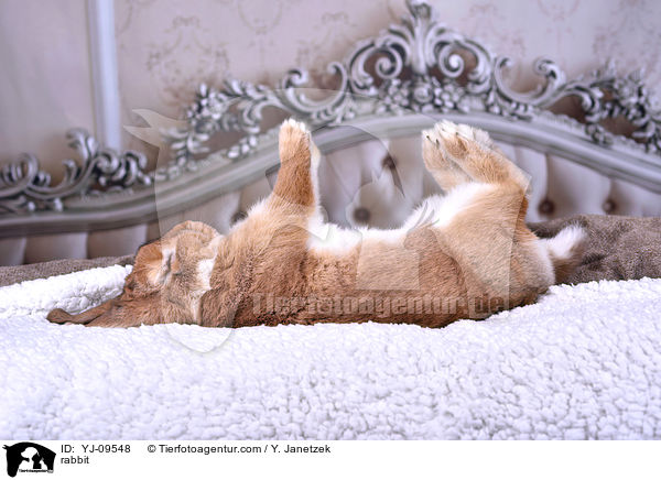 Kaninchen / rabbit / YJ-09548