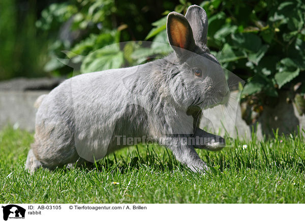 Kaninchen / rabbit / AB-03105