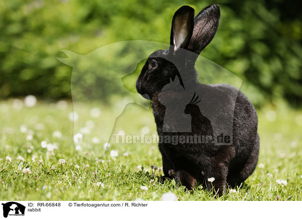 Kaninchen / rabbit / RR-66848