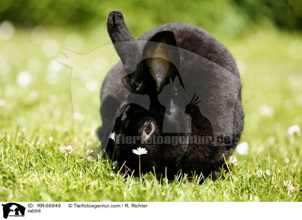 Kaninchen / rabbit / RR-66849