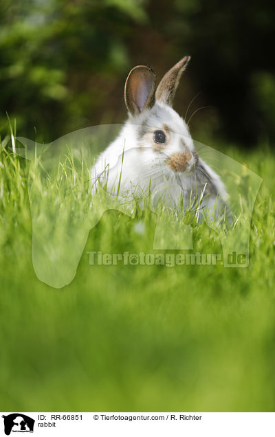 Kaninchen / rabbit / RR-66851