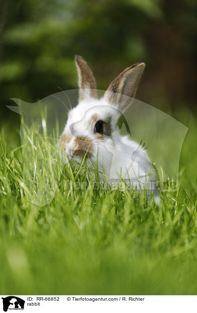 Kaninchen / rabbit / RR-66852
