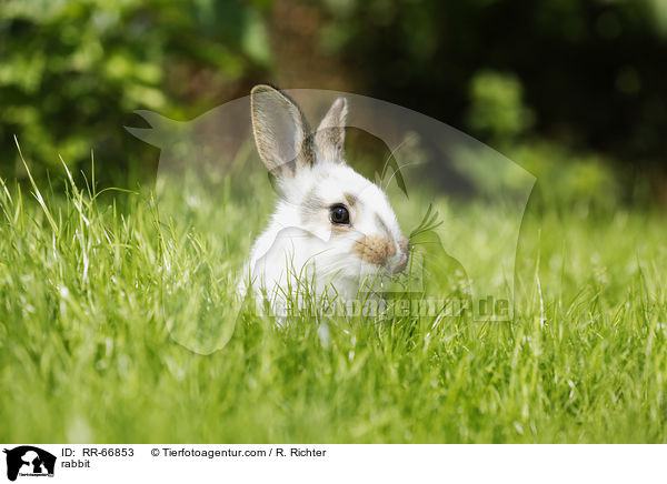 Kaninchen / rabbit / RR-66853