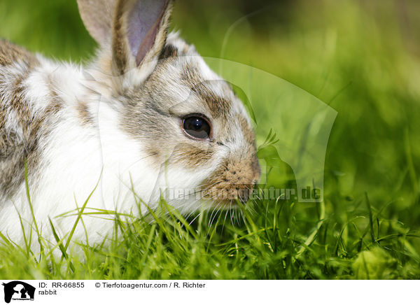 Kaninchen / rabbit / RR-66855