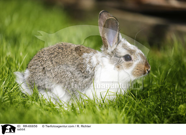 Kaninchen / rabbit / RR-66856