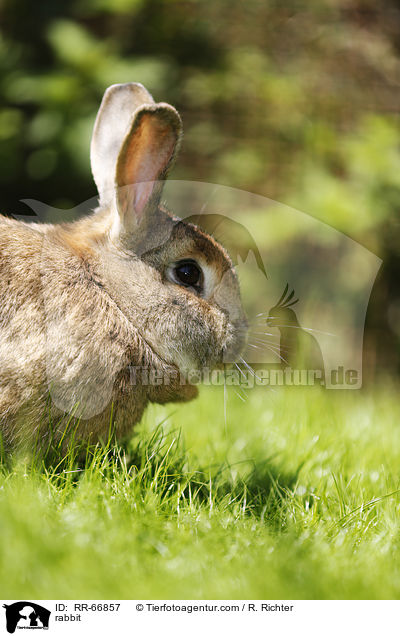 Kaninchen / rabbit / RR-66857