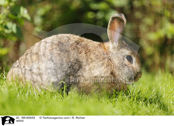 Kaninchen / rabbit / RR-66858
