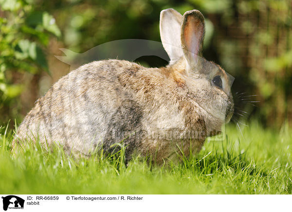 Kaninchen / rabbit / RR-66859