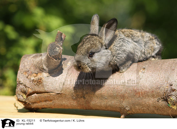 junges Kaninchen / young rabbit / KL-15211
