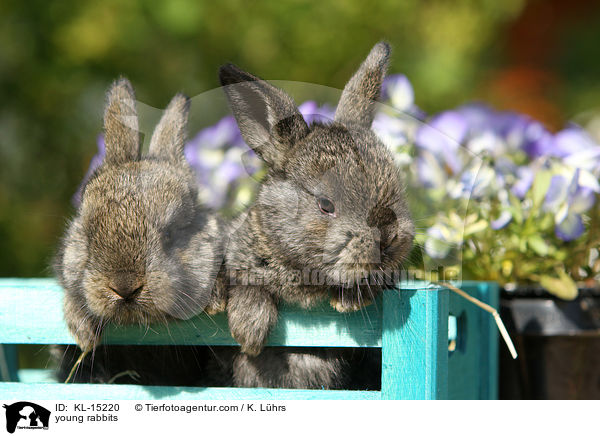 junge Kaninchen / young rabbits / KL-15220