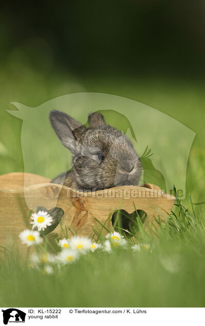 junges Kaninchen / young rabbit / KL-15222