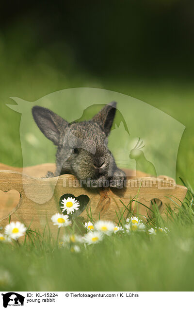 junges Kaninchen / young rabbit / KL-15224