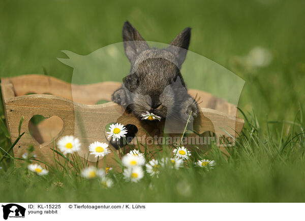 junges Kaninchen / young rabbit / KL-15225