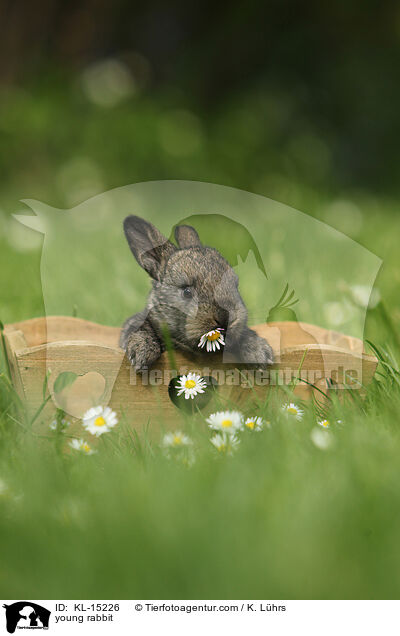 junges Kaninchen / young rabbit / KL-15226