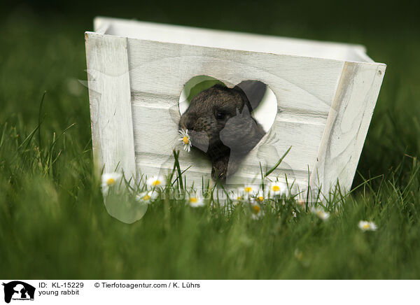 junges Kaninchen / young rabbit / KL-15229