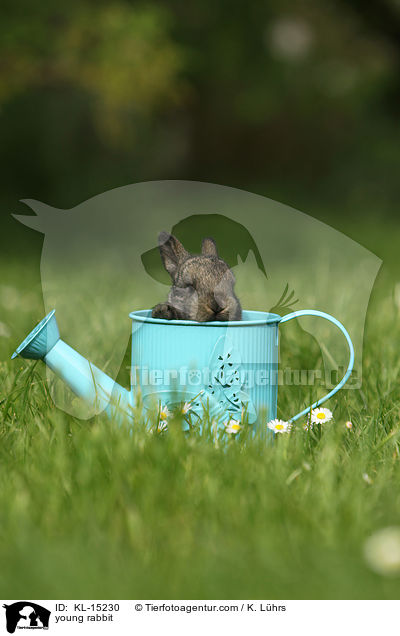 junges Kaninchen / young rabbit / KL-15230