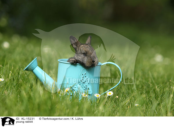 junges Kaninchen / young rabbit / KL-15231