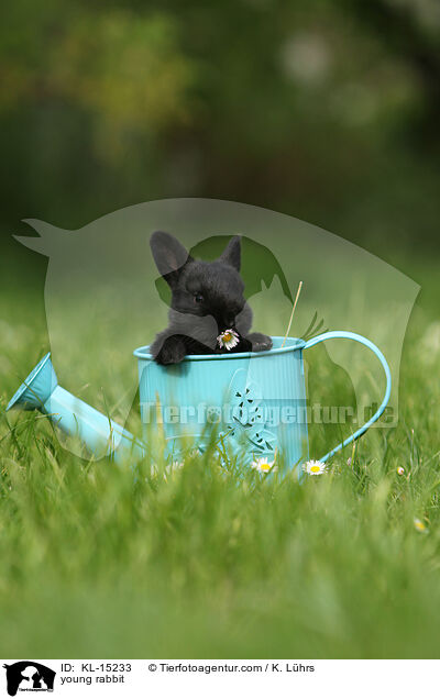 junges Kaninchen / young rabbit / KL-15233