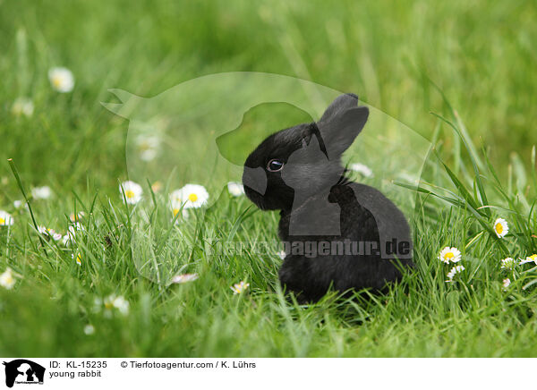 junges Kaninchen / young rabbit / KL-15235