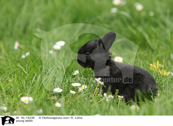 junges Kaninchen / young rabbit / KL-15236