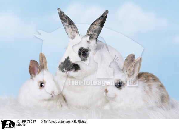 rabbits / RR-78017