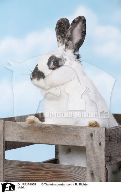 Kaninchen / rabbit / RR-78057