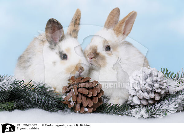 2 young rabbits / RR-78082